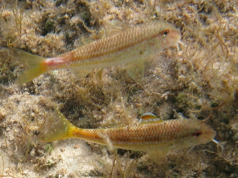 Mullus barbatus vs. Mullus surmuletus